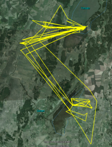 Rörelser av S17 under vistelsen kring Stora Ek under oktober 2015.